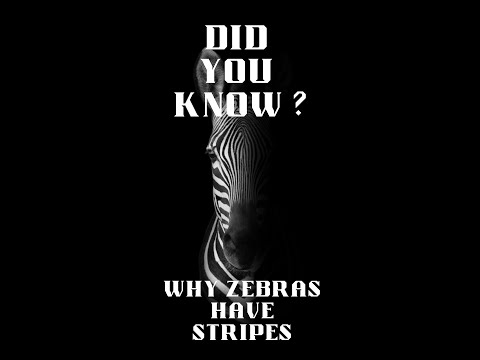 Did you know   why zebras have stripes #shorts