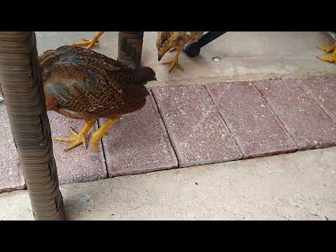 Hen and chicks under our feet at lunch in Puerto Rico