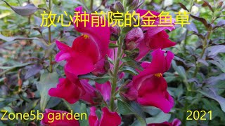 放心种前院的可爱金鱼草移栽一个月就开花了 Snapdragons in bloom, deer-resistant, safe for front yard