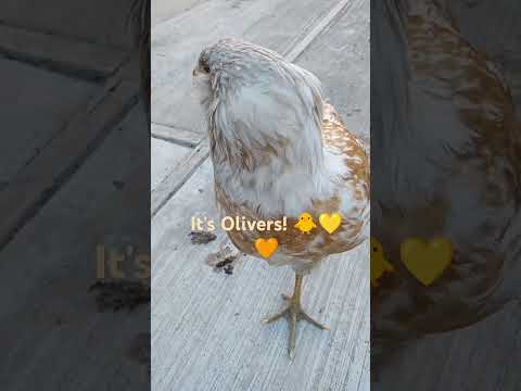 Chicken 🐥💛🧡 subscribe 🙏