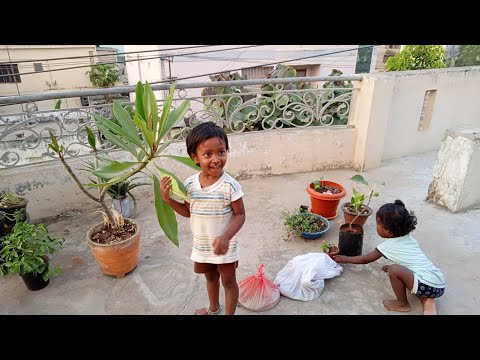 #gardening #anjeera#pudina||ఎంతో వస్తుంది అనుకుంటే మరీ కొంచెమే వచ్చింది 😔😔😔