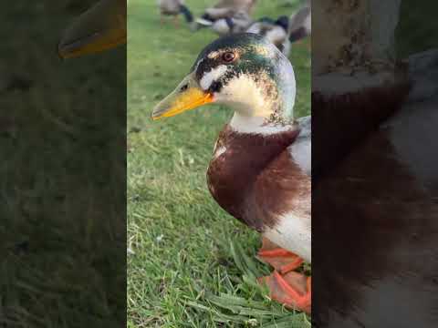 Dinner for ducks