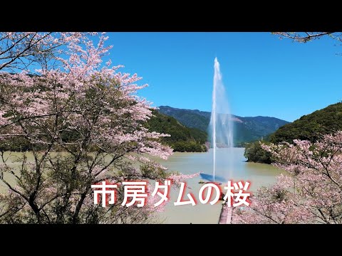 【市房ダムの桜】4K S1R