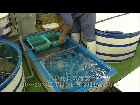 ホタテガイ異常高水温対策　WS06【水産総合研究所】