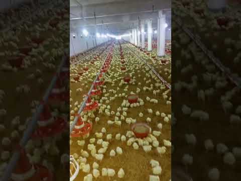 #poultryfarm  #poultryfarmbusinessplan  #murgifarm #broilerchicken  #broiler_poultry_farm