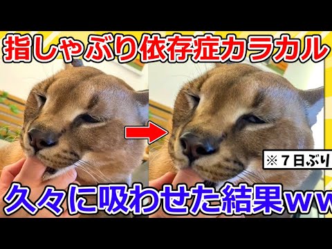 【2ch動物スレ】指チュパ中毒のカラカルに7日間、指を与えない→解禁後、とんでもないことにｗｗｗｗｗ