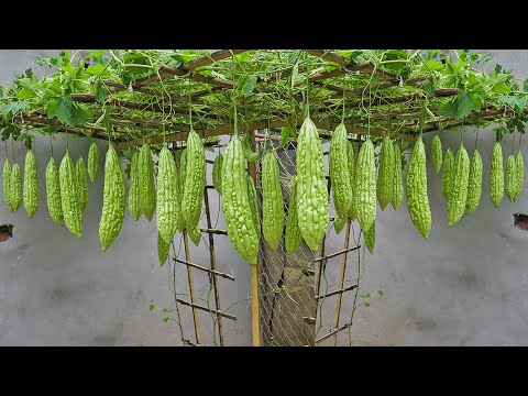 The secret to growing bitter melon for a lot of fruit, tips for growing bitter melon in tires