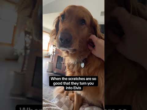 Dog Makes Funny Faces While Getting Cheek Scratches