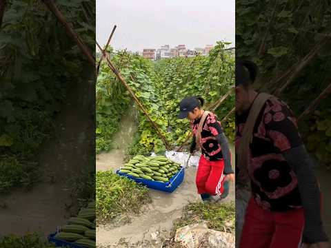 Sponge Gourd Harvest #agriculture #foodlover #farm