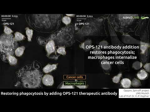 Label-free imaging: Restoring phagocytosis using therapeutic antibodies