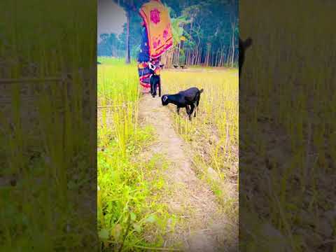 Cute puppy ! Puppy short video ! Goat short video