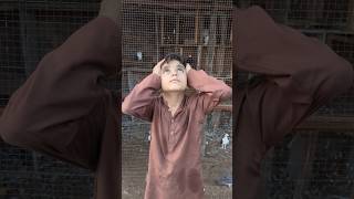 Kabootar ki video || The pigeon taught the eagle a lesson 😱♥️👍#shorts #shortsfeed #pigeon #kabootar