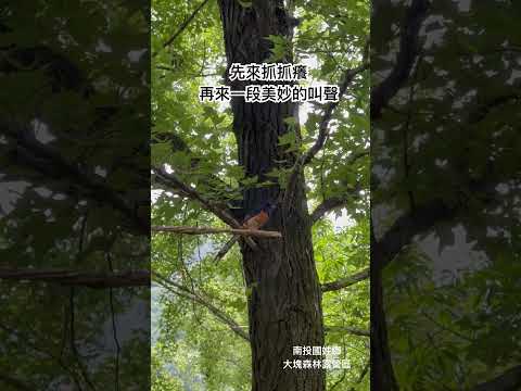 露營時遇到的可愛小夥伴！#露營 #大塊森林 #劉太太和你露營趣