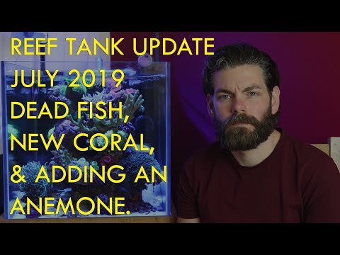 Reef tank update July 2019