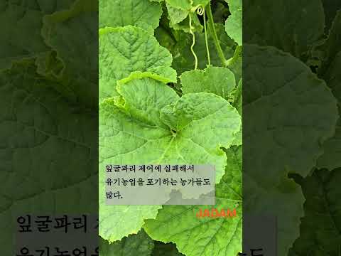 Real-life Control of Leaf Miners in Organic Farming- JADAM Organic Farm! 유기재배에서 잎굴파리를 제어하는 생생한 현장