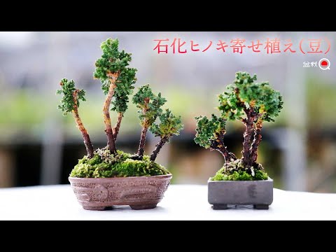 Planting petrified cypress in a mame pot [Bonsai Q]