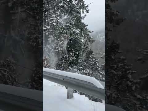 🔴live Manali snowfall...on new year 2025..road jam #shimlasnow#chopta #himachal #manali