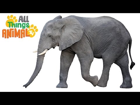 * ELEPHANT * | Animals For Kids | All Things Animal TV