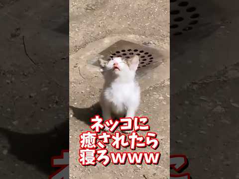 ネッコの動画で癒されたら寝ろｗｗｗ　#2ch #2chまとめ 動物スレ #2ch面白いスレ #動物 #犬 #猫 #癒やし #ねこ動画 #ねこ