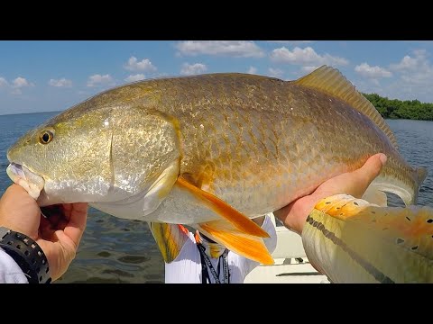 Fishing LIVE & CUT Bait for Redfish Along Mangrove Shorelines