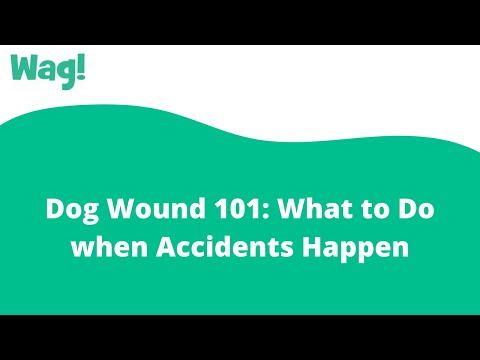 Dog Wound 101: What to Do when Accidents Happen | Wag!