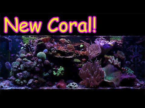 210 Gallon Reef Tank Update, New Coral and Great Improvements