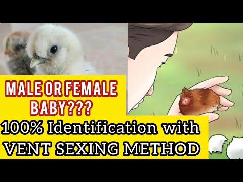 100% How to Tell if a Chick is MALE or FEMALE by Vent Sexing Chicks Method  explained in Urdu/Hindi