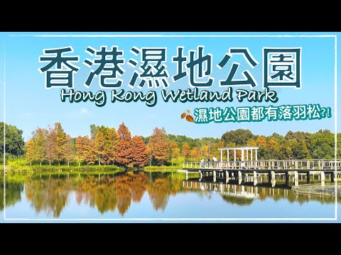 【香港好去處】香港濕地公園｜漫步木棧道欣賞落羽松、蘆葦叢｜河畔觀鳥屋賞候鳥｜香港紅葉2022｜Hong Kong Wetland Park