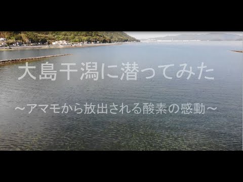 大島干潟に潜ってみた～アマモから放出される酸素の感動～