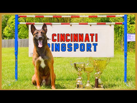 The Greatest Accomplishment Of My Belgian Malinois' Career! French Ring 3 Title!