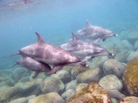 利島・神子元クルーズ　2013/5/21