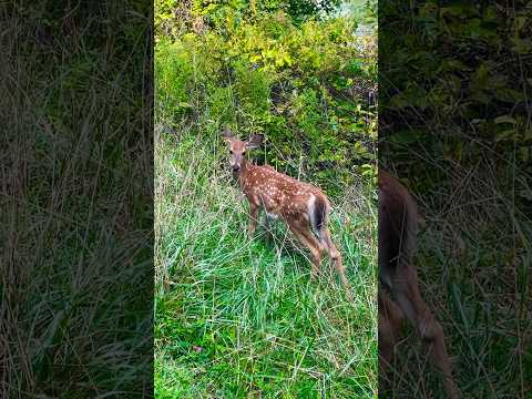 A cute fawn | Horizons_視野| deer | white-tailed deer | wildlife