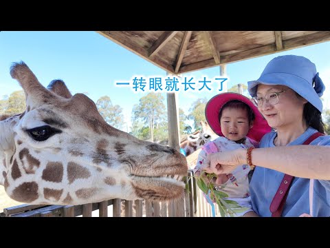 孩子一转眼这么大了，带她去看动物(新西兰 Harold Vlog 884)