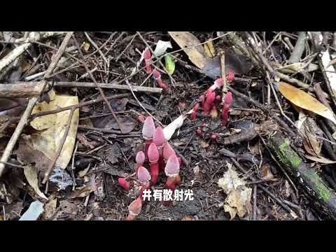 筒鞘蛇菰：中国草药资源的宝库