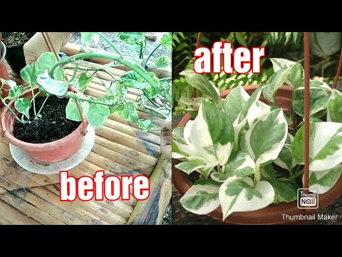 Njoy Pothos Propagation Step-by-step + 7-Week Update