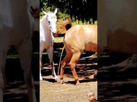 #horse #naturalmeeting #animals #horselover #equestrian #horseriding #beautifulhorse #shortvideo sky