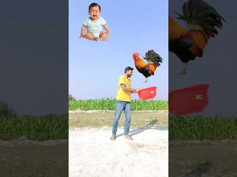 Flying rooster, crying baby, rabbit, duck catching & eating Parle g vs Roller, tractor, scooter 🙁