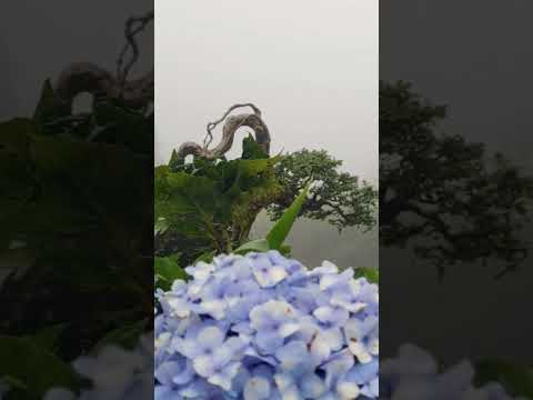 foggy day #bonsai #amercianbully #bonsaigarden #fyp