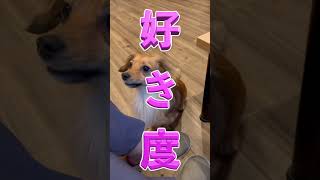 犬は『家族で一番好き』な飼い主にだけこの行動をする！ #shorts