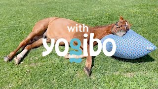 アドマイヤジャパン withYogibo 普段の使い方篇 30秒