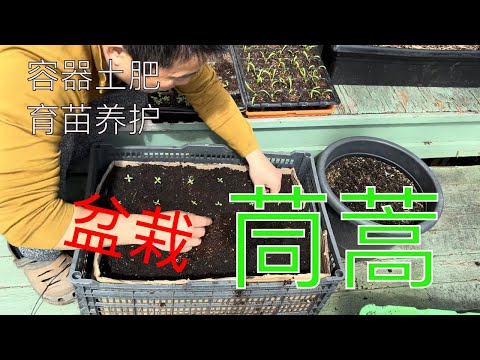 【渔耕笔记】盆栽茼蒿 种皇帝菜 粗壮脆嫩 好吃又健康 How to Grow Crown Daisy in Containers