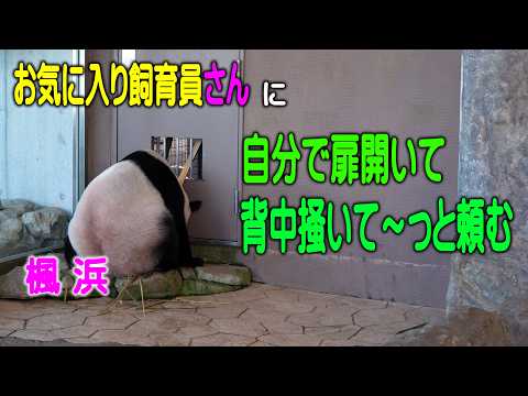 【背中カキカキして～】スゴイ楓浜 自分で扉開けてお気に入り飼育員さんに頼んだ  「いいよ～」竹二本でゴシゴシ　トントン