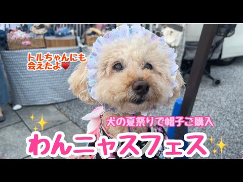 【犬と夏祭り】わんニャスフェス夏祭りに行ったらまたトルちゃんに会えたよ💖