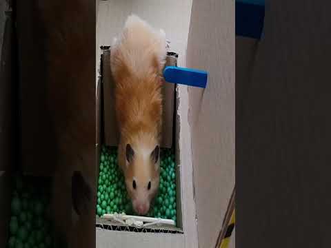 DIY hamster maze #Shorts #cute #hamster