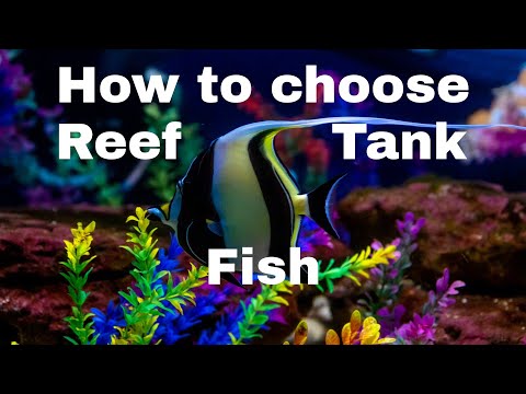 How To Choose Reef Tank Fish ( What Type Of Fish Is Right For My Reef Aquarium )