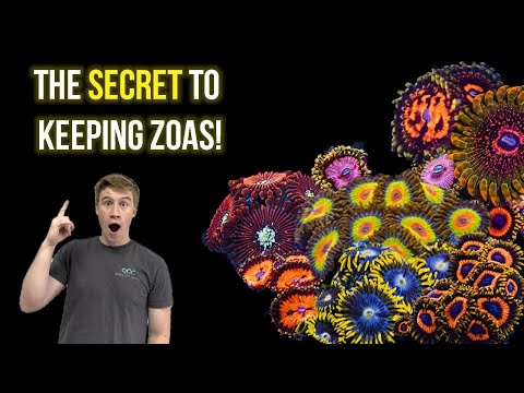 Everything you need to know about Zoas!