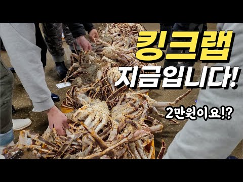 노량진수산시장 시세, 킹크랩 시세 폭락! 10월 넷째주 새벽시장