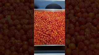 The best Everglades cherry tomato recipe #garden #organicgarden #tomatoplants #tomatorecipe