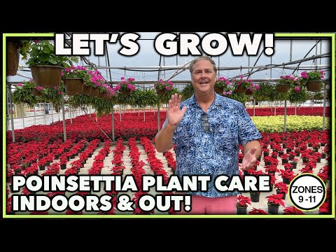 POINSETTIA PLANT CARE INDOOR