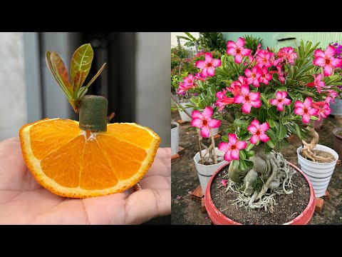 Use vitamins from oranges to stimulate the roots of desert roses